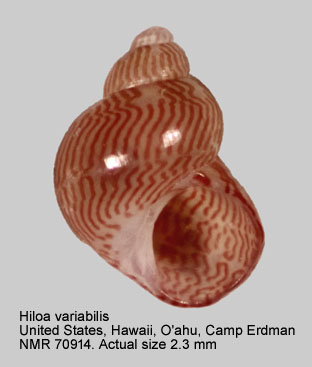 Hiloa variabilis (2).jpg - Hiloa variabilis (Pease,1861)